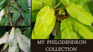 The Ultimate Philodendron Collection Beautiful plants for our indoor garden [upl. by Leiand]