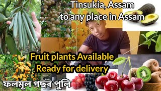 Fruit plants Available Ready for delivery  ফলমূল গছৰ পুলি  Tinsukia Assam  8402064549 [upl. by Mw]