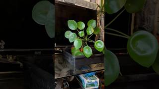 Pilea Peperomioides Transplant garden [upl. by Urias]