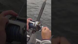 Best Halibut and Salmon fishing in Alaska  Homer AK [upl. by Danziger]