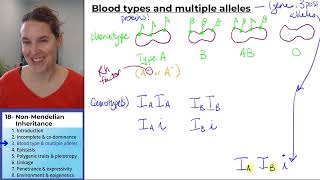 NonMendelian Inheritance 3 Blood type and multiple alleles [upl. by Farah]