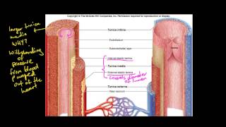 Maintaining a Balance  Dot point 23  Veins Arteries Capillaries  Relate structure to function [upl. by Janis379]