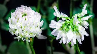 Clover Flower Blooming Timelapse [upl. by Gnuhn]