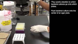 Plating Bacteria Cultures [upl. by Lerat]