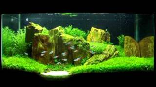 Planted Tank The Hidden Purity [upl. by Gmur]