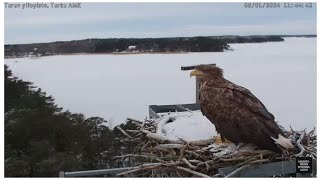 Whitetailed eagle Haliaeetus albicilla visits the osprey nest  812024 [upl. by Queri]