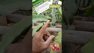 💥💥 Resolviendo PREGUNTAS EN 1 MINUTO‼️pitahaya pitaya cactus plantas podas dragonfruit huerto [upl. by Web808]