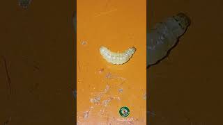 Worms in My Veggies Discover Their Secret Superpowers insectworld [upl. by Anelaj]