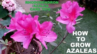 How to Grow Azaleas Flowering Plant for Every Garden [upl. by Treble]