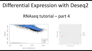 RNAseq tutorial – part 4 – Differential expression analysis with Deseq2 [upl. by Gove208]