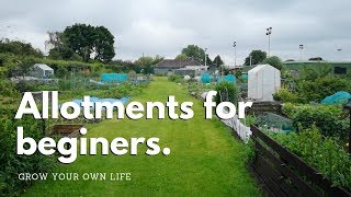 Allotments for beginners  vegetable gardening [upl. by Bach]