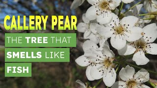 Callery Pear  The Tree That Smells Like Fish [upl. by Newsom518]