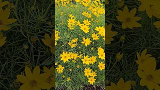 coreopsis verticillata golden showers flowers usa [upl. by Eemla]