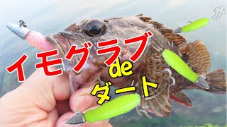 イモッシュ：イモグラブのダート・ワインド釣法でアコウ（キジハタ）やガシラを釣る動画。根魚爆釣の新ロックフィッシュ釣法とは？ [upl. by Kramal]