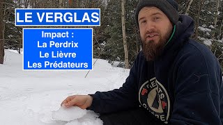 Verglas  Perdrix Lièvres Prédateurs [upl. by Matthiew]