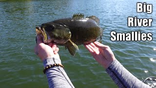 Fall River Fishing for BIG Smallmouth Bass [upl. by Norvol]