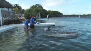 The Dolphin Research Center  swim with dolphins in the Florida Keys [upl. by Pickett]