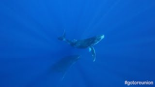 Le chant des baleines  île de La Réunion [upl. by Kumar274]