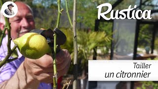 Comment réussir la taille dun citronnier cultivé en pot [upl. by Carilla]