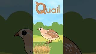 A to Z English Animals alphabet letters letter Q is for Quail animal facts about Quails [upl. by Aldredge538]