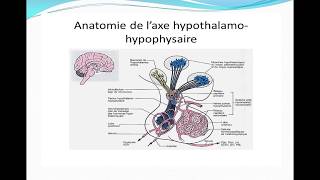 Complexe hypothalamohypophysaire [upl. by Atinrahs]