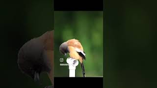 Treepie shortvideo birds birdslover birdphotography shortsvideo shorts trending viralvideo [upl. by Okun106]