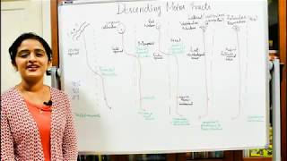 NEUROANATOMYTHE SPINAL CORDPART 7WHITE MATTERDESCENDING TRACTS DR ROSE JOSE MD [upl. by Jariah24]