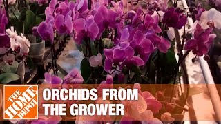 Getting Orchids from the Growers to Market Part 1  The Home Depot [upl. by Player]