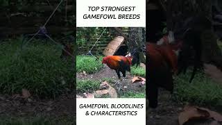 Top Gamefowl of the year 2024 short gamefowl rooster [upl. by Llednov]