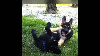 Sibling Puppies Playing Black German Shepherd Puppy Growling Barking amp Playing Dogs playing [upl. by Spike]