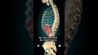 Le diaphragme  respiration et voix [upl. by Checani]