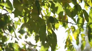 Summer Wind Through Leaves Sound Effect  Copyright Free Nature Sounds [upl. by Acirema305]