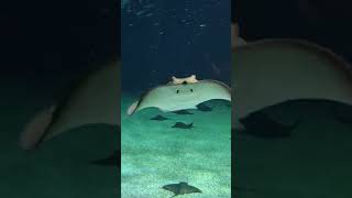 stingray fish [upl. by Ila]