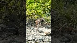 Chital Deer sound । deer calling । Jim Corbett National Park [upl. by Ratep]