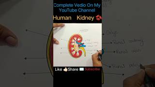 How To Draw A Kidney Kidney Drawing Kaese Banate hai shortvideo viralshort trending art [upl. by Darcia]