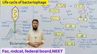 Life cycle of bacteriophage  bacteriophage lytic and lysogenic cycle  Class 11 [upl. by Atnauqal]