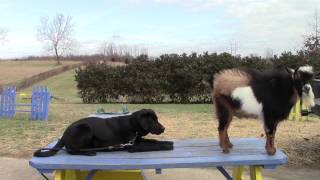 Training Your Labrador Retriever Puppy Part Four [upl. by Brittne]