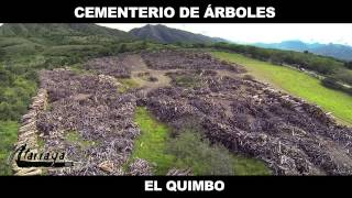 Cementerio de árboles de la represa El Quimbo [upl. by Llerej]