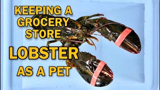 KEEPING GROCERY STORE LOBSTER AS A PET  RESCUE MISSION [upl. by Darleen]