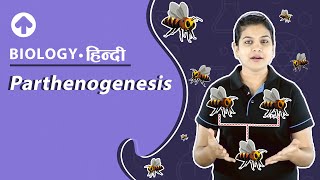 Parthenogenesis  पार्थेनोजेनेसिस  Biology [upl. by Neelon]