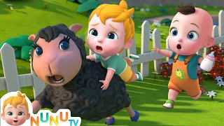 Baa Baa Black Sheep Song  Nursery Rhymes amp Kids Songs  NuNu Tv Baby Songs [upl. by Fraze671]