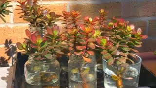 How to Make Crassula Mini Ovata Colorful [upl. by Papst]