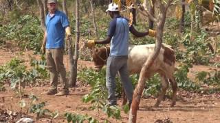 Training Oxen and Making Yokes Burkina Faso [upl. by Gentilis]