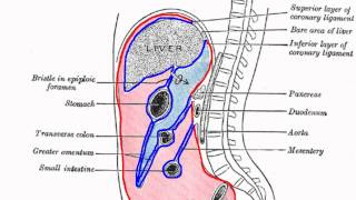 Peritoneal Cavity  Part 1  Anatomy Tutorial [upl. by Spring]