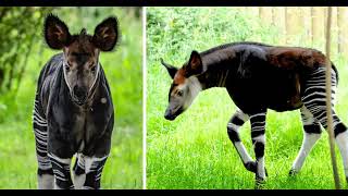 EL OKAPI  Leyenda Viva de la Selva Africana [upl. by Marybelle]