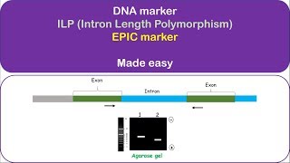 ILP marker Intron Length Polymorphism Intron targeting polymorphism Exonprimed introncrossing [upl. by Par]