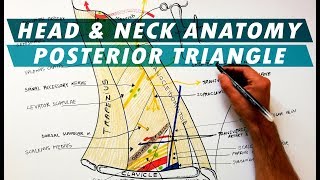 The Posterior Triangle of the Neck  Boundaries amp Content  Head amp Neck Anatomy [upl. by Wendi594]