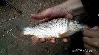 On pêche la carpe commune au vers de terre on a fait  8  carpes [upl. by Alain]