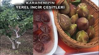 Karadeniz Bölgesinin Yerel İncir Çeşitleri Etkinliği [upl. by Arakaj]