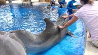 Petting amp Feeding Dolphins [upl. by Coniah285]